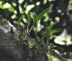 Polystachya cultriformis, photograph (c) Sunčana Bradley, some rights reserved (CC BY)