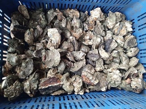 Belcher's Cupped Oyster