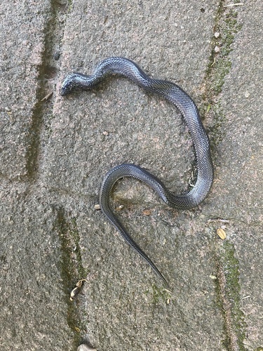 Natal Black Snake