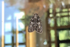 Acronicta retardata