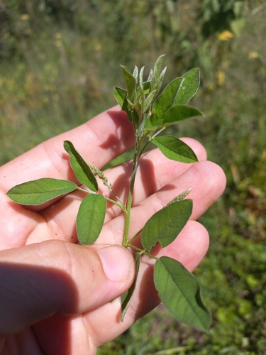 Indigofera subulata observed 2025-01-29