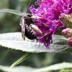 Melissodes bimaculatus