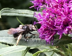 Melissodes bimaculatus