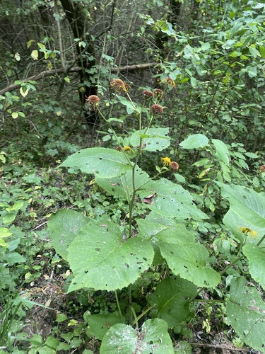 Telekia speciosa