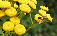 Toxomerus occidentalis