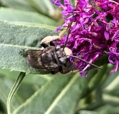 Melissodes bimaculatus
