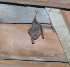 Macrotus waterhousii