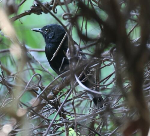 Rio Branco Antbird (Cercomacra carbonaria)