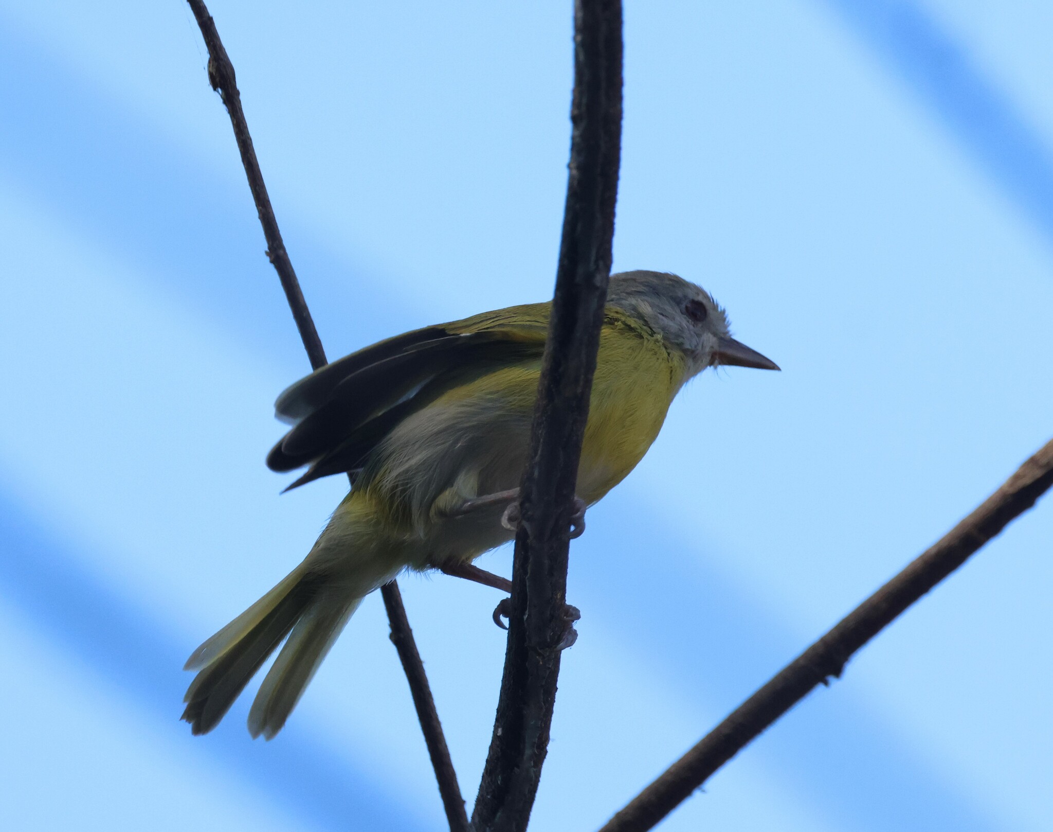 Ashy-headed Greenlet (Hylophilus pectoralis), photo 4