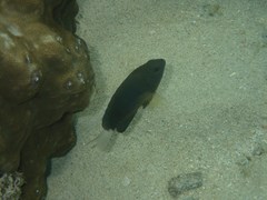 Pomacentrus chrysurus