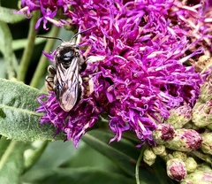 Melissodes bimaculatus