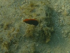 Pomacentrus chrysurus