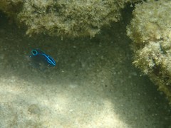 Pomacentrus tripunctatus