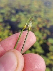 Schoenoplectus subterminalis