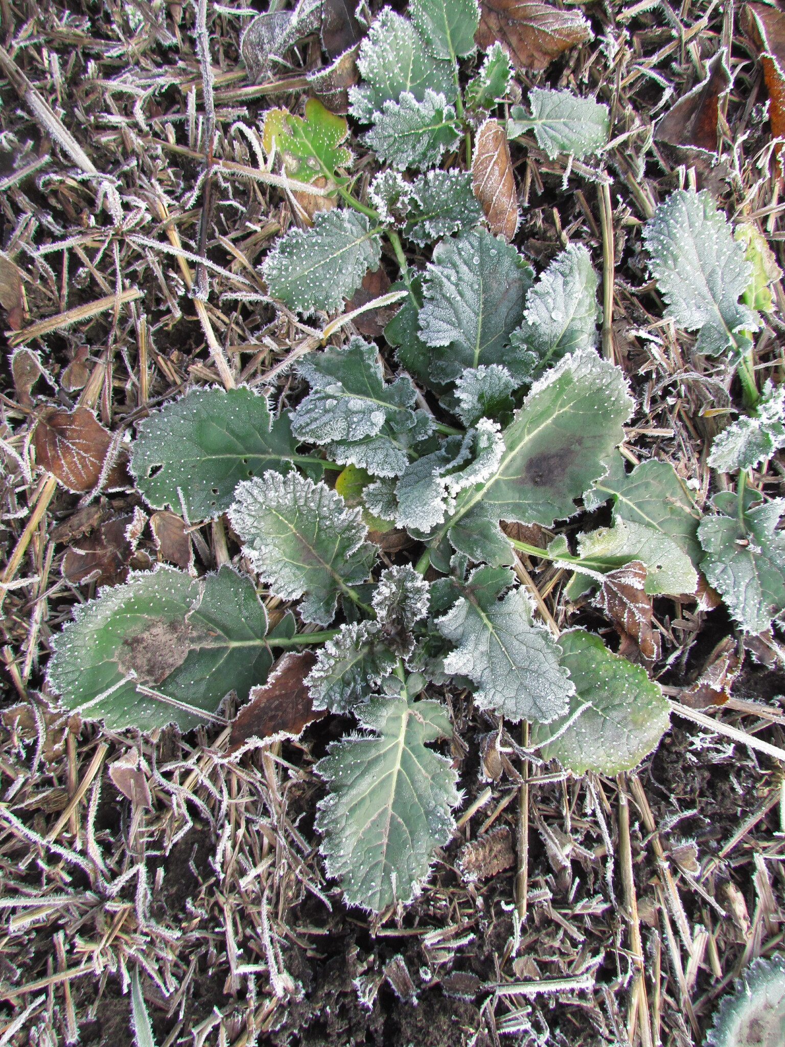 Imagem de Canola