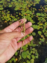 Schoenoplectus subterminalis