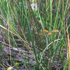 Carex hormathodes