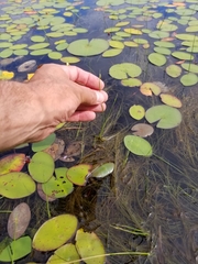 Schoenoplectus subterminalis