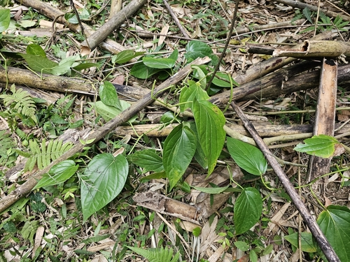 Foto de Folha-de-betel