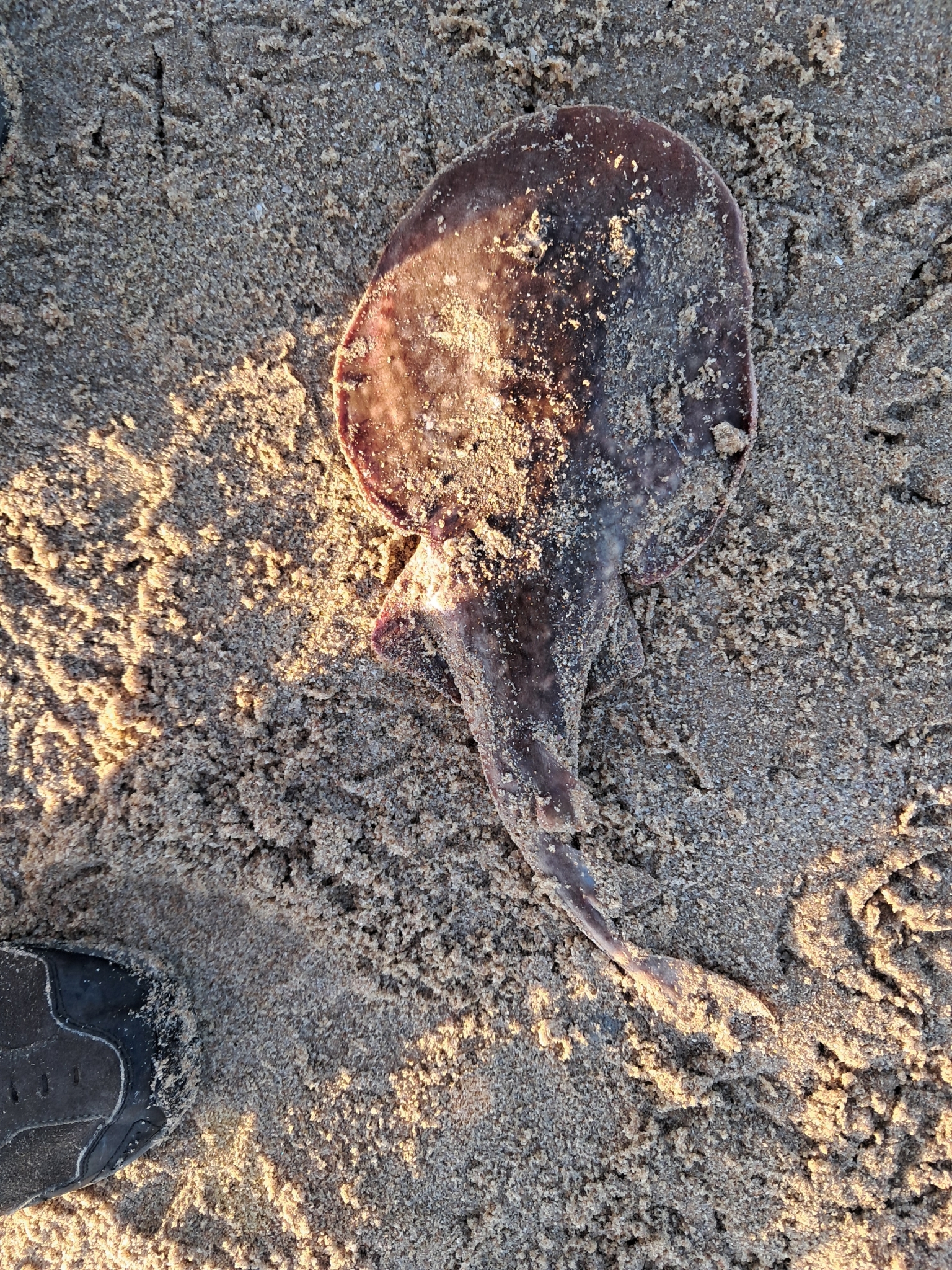 Bigeye Numbfish