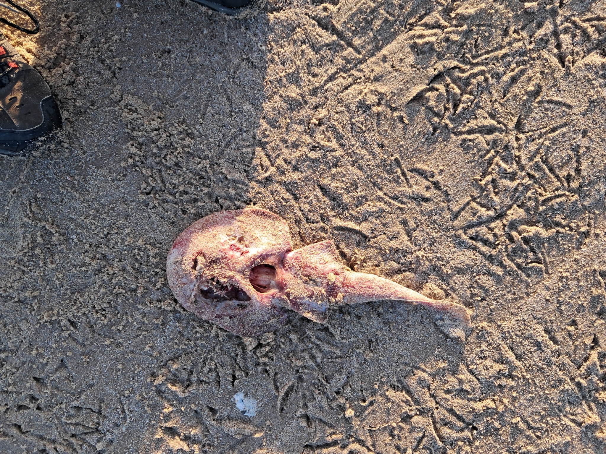 Bigeye Numbfish photo 2