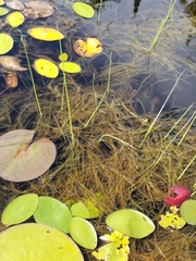 Schoenoplectus subterminalis