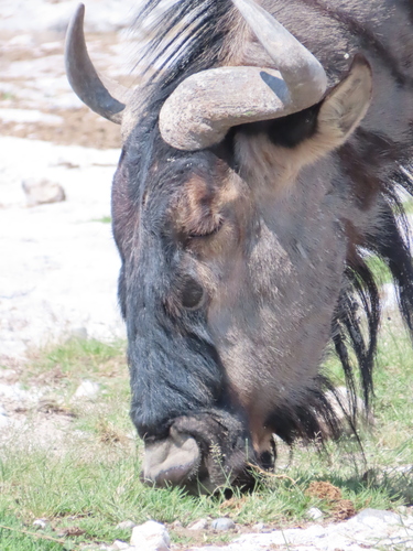 Blue wildebeest