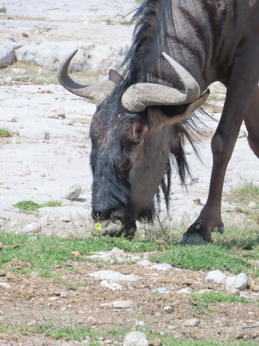 Blue wildebeest