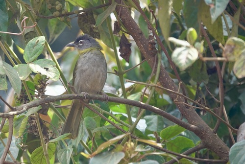 iNaturalist image