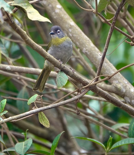 iNaturalist image