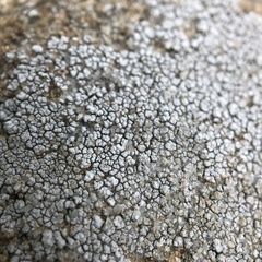 Trapelia placodioides