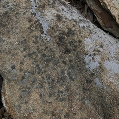 Trapelia placodioides