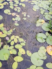 Schoenoplectus subterminalis