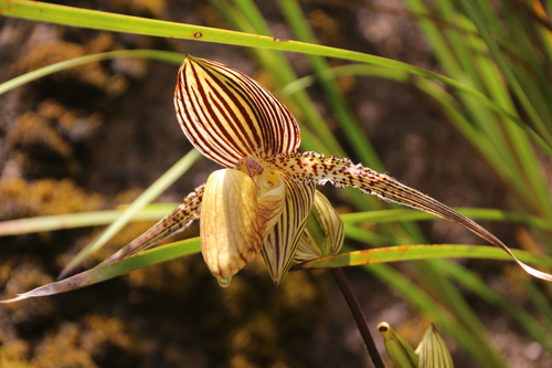 Paphiopedilum rothschildianum observed 2024-05-14