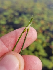 Schoenoplectus subterminalis