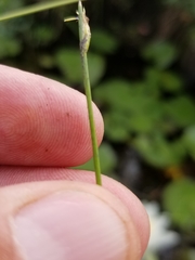 Schoenoplectus subterminalis