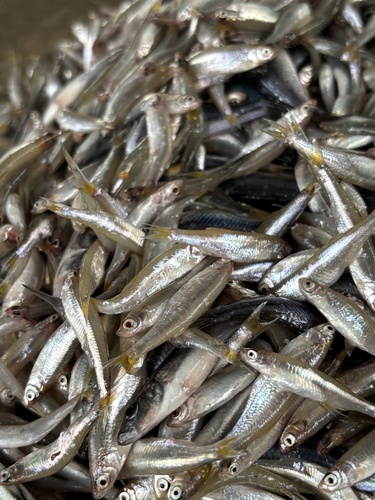 Lake Victoria sardine (Rastrineobola argentea) — Cyprinidae — 5