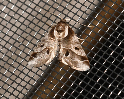Doubleday's Baileya Moth photo 4