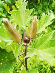 Datura stramonium