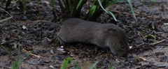 Microtus townsendii