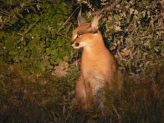 Caracal caracal