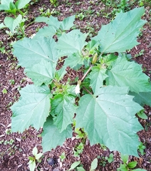 Datura stramonium