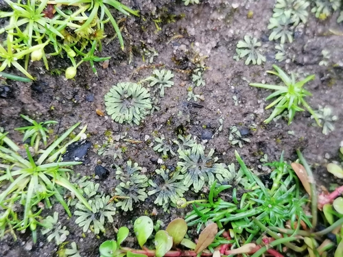 Image of Riccia subbifurca by (c) Daniel Buczkiewicz, some rights reserved (CC BY-SA)