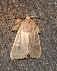 Leucania pseudargyria