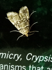 Lepidoptera
