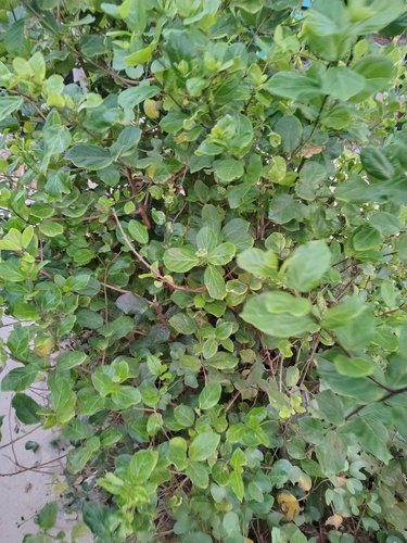 Image of Premna serratifolia by (c) renjus box, some rights reserved (CC BY)