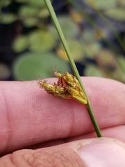 Schoenoplectus torreyi