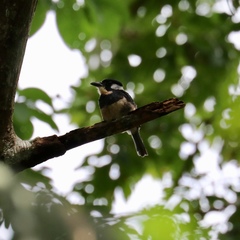 Notharchus pectoralis image