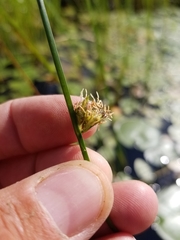 Schoenoplectus torreyi
