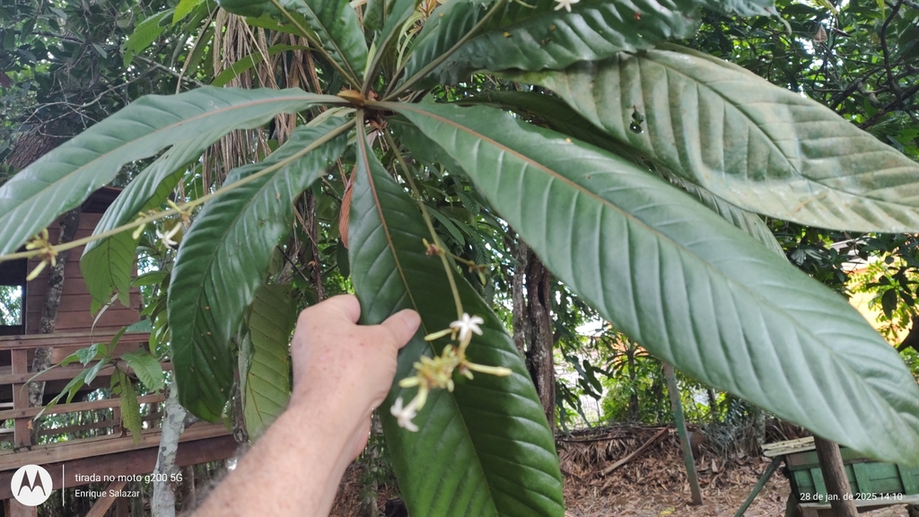 Remijia amazonica